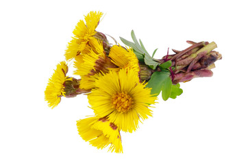 Bouquet from gentle  first forest springs yellow daisies   flowers isolated macro