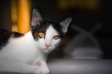 Cat lying on sofa and looking at camera with shining in sky of cat on blur orange curtain background with copy space