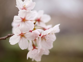 Naklejka premium サクラの花