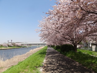 Fototapeta na wymiar 新川の桜