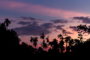 Fototapeta na wymiar Selective focus of leav e Silhouette picture of coconut tree in twilight sky in evening