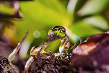 Forest moss close-up with a drop of water, which reflects the leaves of the taiga lingonberries. Also on the image there are conifer needles. Bright spring photograph in green tones, macro. Suitable a