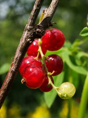 Currant, redcurrant, healthy, food, berries