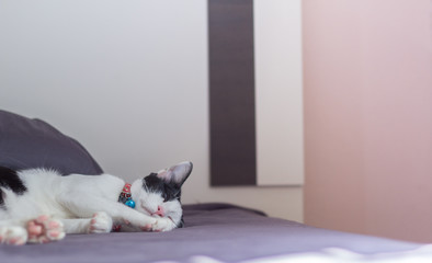 Cat sleeping with happiness mood tone of picture and copy space on wall with light pass through windows