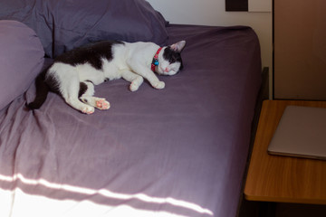 Concept , cat be tried from work hard and sleeping