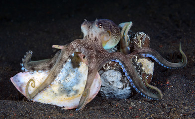Incredible Underwater World - Coconut octopus - Amphioctopus marginatus. Diving and underwater photography. Tulamben, Bali, Indonesia.