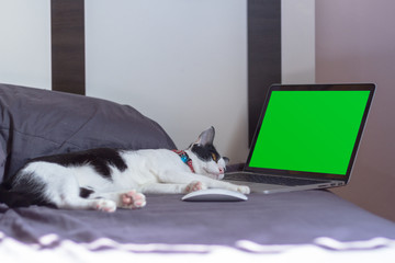 Concept , Cat working by thinking idea for work with green screen for Editor