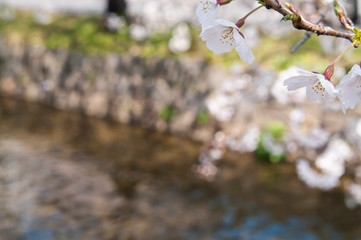 Scientific name is Cerasus ×yedoensis (Matsum.) Masam. & Suzuki ‘Somei-yoshino. 