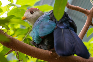 Red-crested turaco (Tauraco erythrolophus)