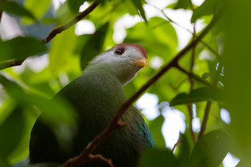 Red-crested turaco (Tauraco erythrolophus)