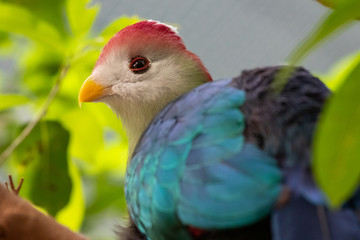 Red-crested turaco (Tauraco erythrolophus)