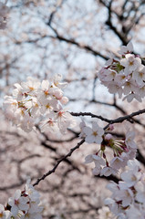 Scientific name is Cerasus ×yedoensis (Matsum.) Masam. & Suzuki ‘Somei-yoshino. 
