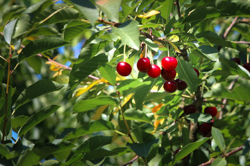 ripe cherries on a tree