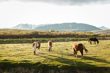  Beautiful Icelandic thoroughbred horses with a magnificent mane and tail graze in a meadow at sunset. Icelandic horses eat Icelandic moss