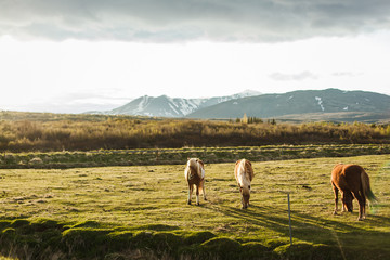 Fototapeta premium Icelandic horses graze in the meadow. Breeding Icelandic horses eat grass and moss in Iceland in summer