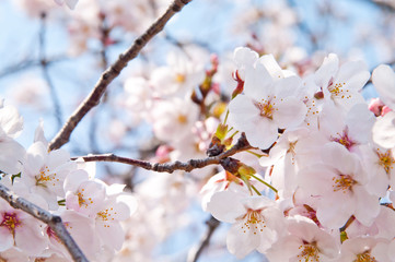 Scientific name is Cerasus ×yedoensis (Matsum.) Masam. & Suzuki ‘Somei-yoshino. 