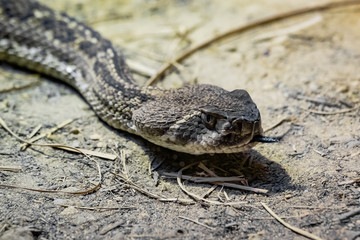 Puff adder (Bitis arietans)