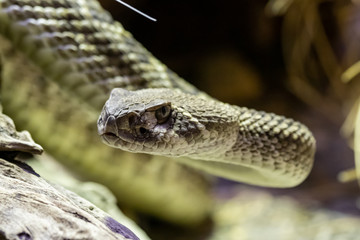 Puff adder (Bitis arietans)