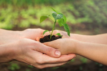 Theme of generations and family relationships. Adult and child are holding in hands seedling