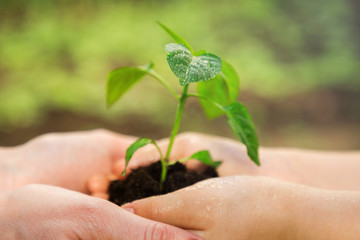 Theme of generations and family relationships. Adult and child are holding in hands seedling