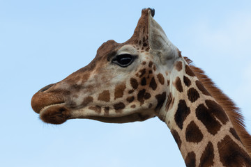 The giraffe (Giraffa)