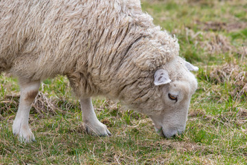 Obraz na płótnie Canvas Sheep On A Stonehenge Field