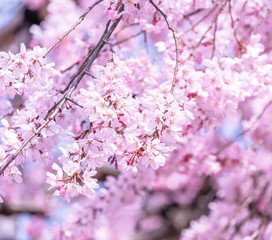 Beautiful cherry blossoms sakura tree bloom in spring in the castle park, copy space, close up, macro.