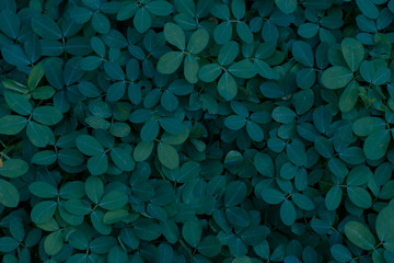 Cover of fresh green plants at night for wallpaper