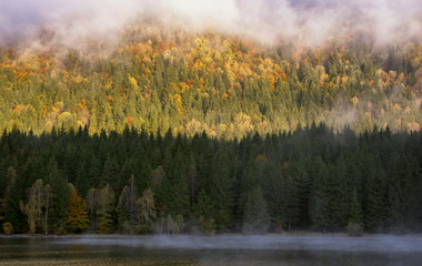 misty morning lake