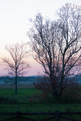 Fototapeta na wymiar tree on edge of pasture during hazy sunset