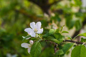 Apple tree blooms in spring