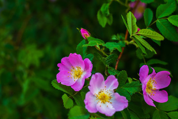 Blooming wild rose bushes