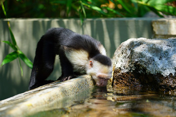 A white-headed capuchin monkey (cebus capucinus) by the pool in Peninsula Papagayo, Guanacaste, Costa Rica