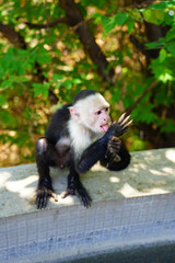 A white-headed capuchin monkey (cebus capucinus) by the pool in Peninsula Papagayo, Guanacaste, Costa Rica