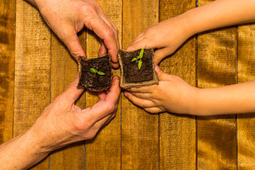 children and adults hands holding sprouts in peat pots