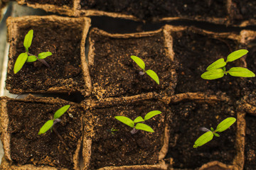 tomato seedlings in peat pots close-up