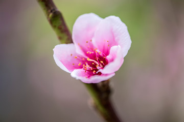 Obraz premium Close-up of Peach Trees Blooming with Peach Blossoms