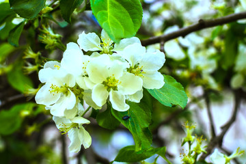 Apple tree blooms in spring