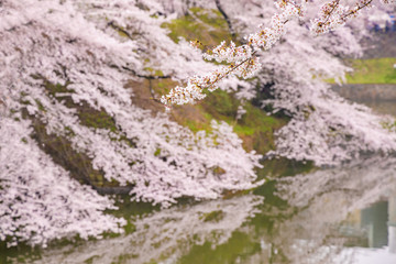 水辺に咲く満開の桜