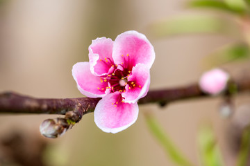 Close-up of Peach Trees Blooming with Peach Blossoms