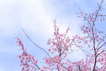 Beautiful cherry blossoms sakura tree bloom in spring in the castle park, copy space, close up, macro.