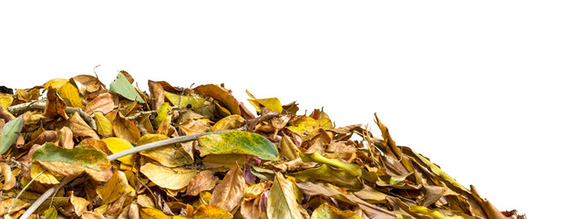pile of autumn leaves with a white background