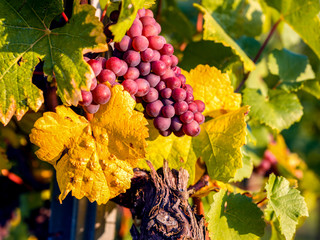 Weinlese im Herbst 