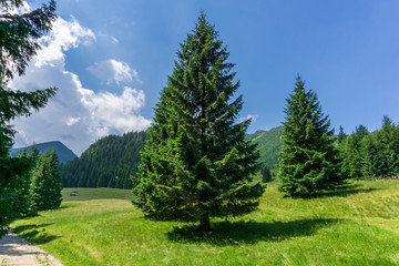 Fototapeta na wymiar Kalatowki Glade in June. Western Tatras. Poland.