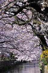 Scientific name is Cerasus ×yedoensis (Matsum.) Masam. & Suzuki ‘Somei-yoshino. 