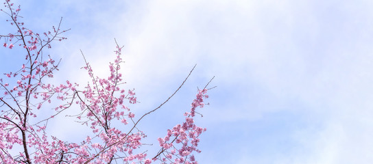 Beautiful cherry blossoms sakura tree bloom in spring in the castle park, copy space, close up, macro.