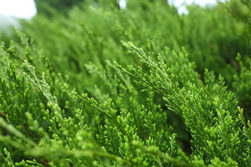 green pine tree in nature