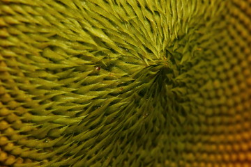 beautiful pollen sunflower flora
