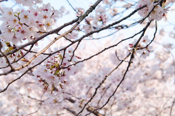 Scientific name is Cerasus ×yedoensis (Matsum.) Masam. & Suzuki ‘Somei-yoshino. 
