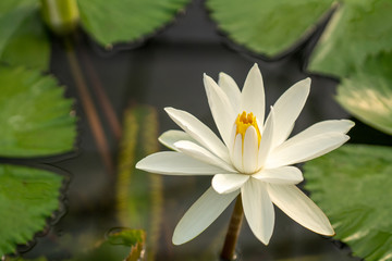 Selective focus close up shot of single white lotus flower blossom blooming with bee and blurred clear water in the pond and green lotus leaf. The meaning of purity and devotion in buddhism.